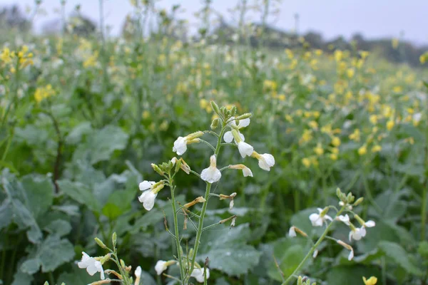 Yeşil organik gübre olarak kullanılacak olan tarlada hardal yetişiyor..