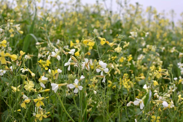 Senf Wächst Auf Dem Acker Der Als Grüner Organischer Dünger — Stockfoto