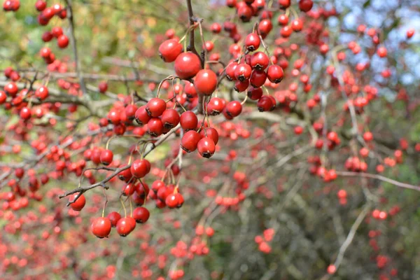 Branch Mature Red Fruits Hawthorn — Stock Photo, Image