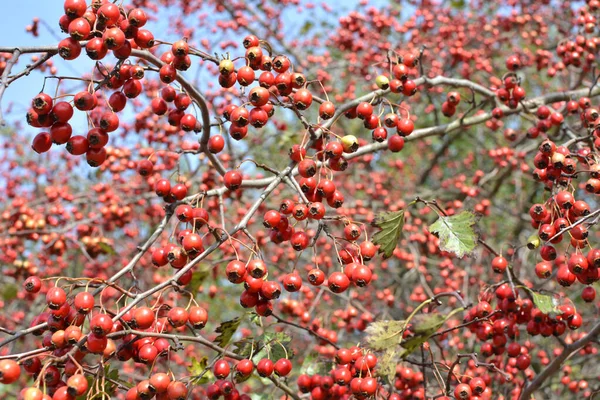 Branche Aux Fruits Rouges Mûrs Aubépine — Photo