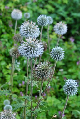 Vahşi doğada, bal bitkisi echinops sphaerocephalus çiçek açar.