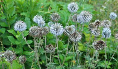 Vahşi doğada, bal bitkisi echinops sphaerocephalus çiçek açar.