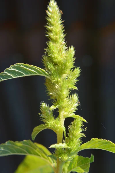Přírodě Poli Jako Plevel Roste Obyčejný Amaranthus — Stock fotografie
