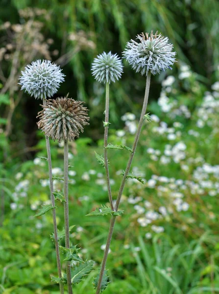 Дикой Природе Мед Завод Echinops Sphaerocephalus Цветет — стоковое фото