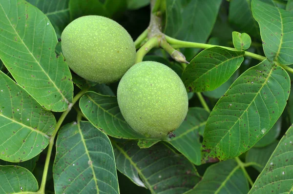 stock image On a tree branch with a green shell, a ripening walnut