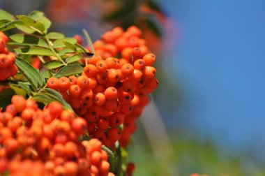 Doğada, Rowan 'ın bir dalında sıradan (Sorbus aucuparia) olgun meyveler
