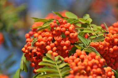 Doğada, Rowan 'ın bir dalında sıradan (Sorbus aucuparia) olgun meyveler