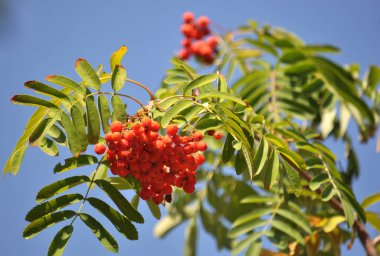 Doğada, Rowan 'ın bir dalında sıradan (Sorbus aucuparia) olgun meyveler