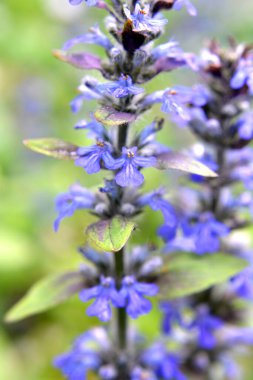 Ajuga sürüngenleri doğada büyür ve çiçek açar.