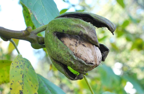 Bir ağaç dalına ceviz kırık bir yeşil kabuk ile Olgun