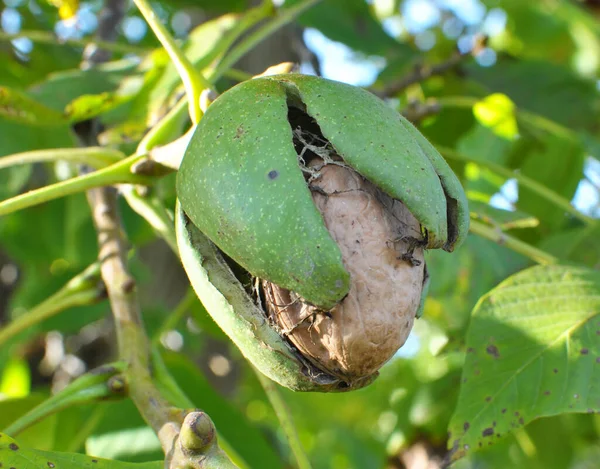 Bir ağaç dalına ceviz kırık bir yeşil kabuk ile Olgun