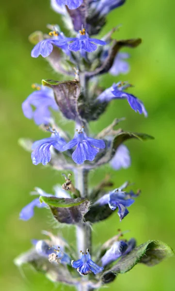 Ajuga Reptans Grows Blooms Herbs Wild — Stock Photo, Image