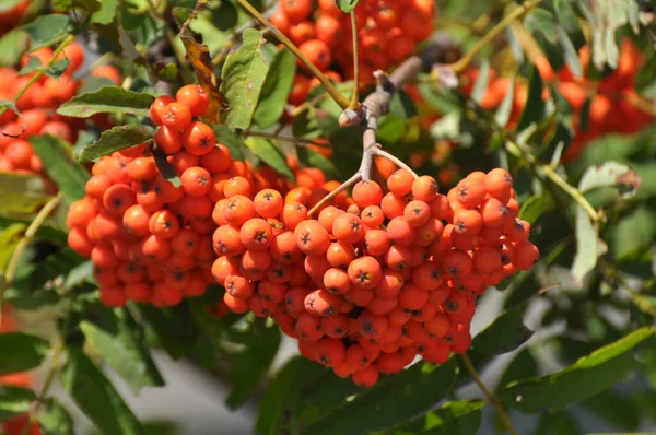 Doğada, Rowan 'ın bir dalında sıradan (Sorbus aucuparia) olgun meyveler