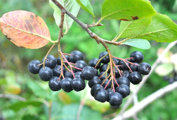 Zweig Der Aronia Melanocarpa Mit Reifen Schwarzen Beeren — Stockfoto