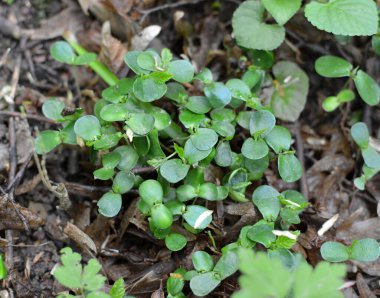 Hornbeam (Carpinus betulus), ormanda tohumdan filizlenen ağaç filizleri. 