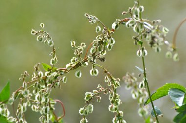 Yabani karabuğday (Fallopia dumetorum), yabani otlar gibi bükülür