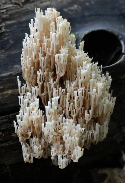Conditionally edible coral fungus Artomyces pyxidatus grows in the wild in the forest