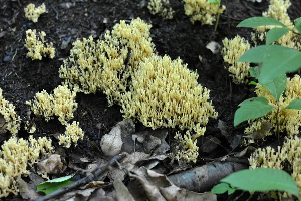 Hongos Coralinos Condicionalmente Comestibles Artomyces Pyxidatus Crece Naturaleza Bosque —  Fotos de Stock