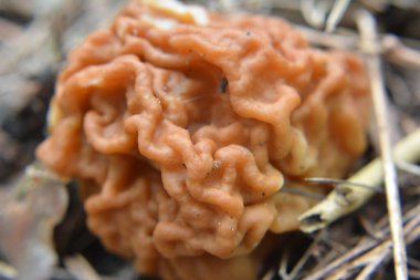Gyromitra gigas mantarları baharda vahşi ormanda yetişir.