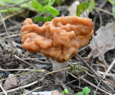 Gyromitra gigas mantarları baharda vahşi ormanda yetişir.