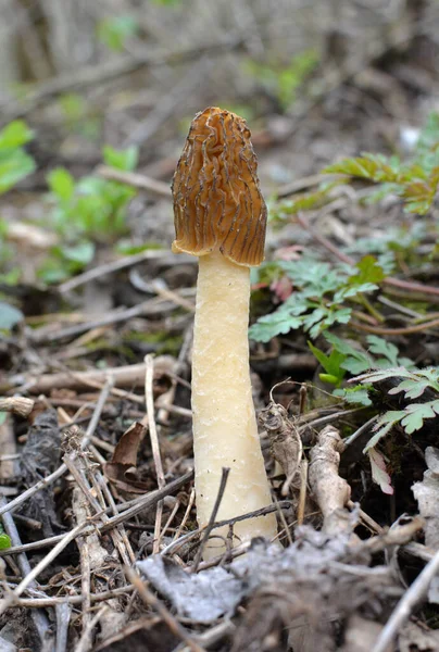 숲에서 자라는 식물성 버섯인 — 스톡 사진