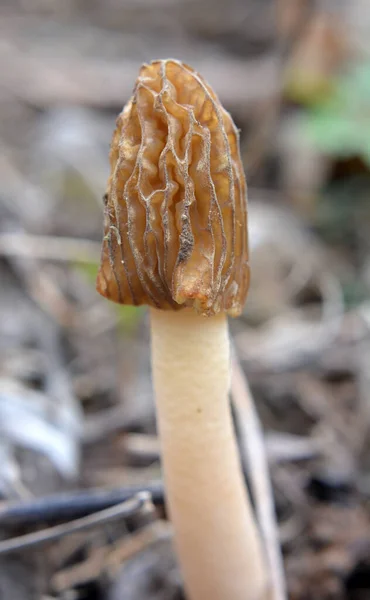 Verpa Bohemica Cogumelo Comestível Condicionalmente Cresce Floresta Selvagem Primavera — Fotografia de Stock