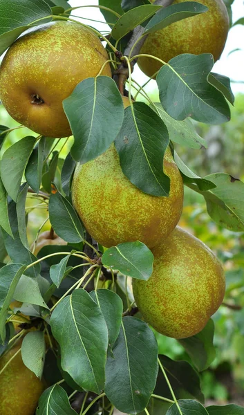 果樹園では 梨は木の枝で熟します — ストック写真
