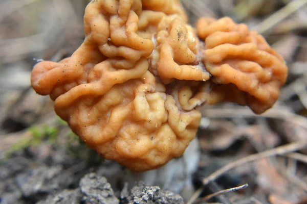 Gyromitra gigas mantarları baharda vahşi ormanda yetişir.