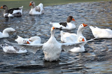 Evcil kaz sürüsü nehirde yıkanır.