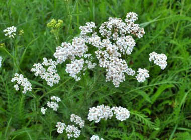 Yarrow (Achillea) otlar arasında vahşi doğada çiçek açar