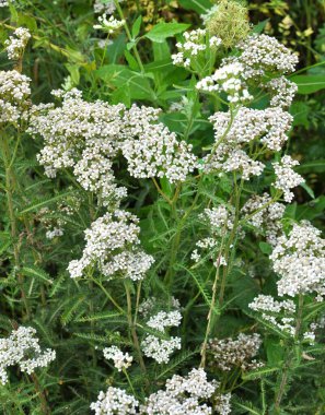 Yarrow (Achillea) otlar arasında vahşi doğada çiçek açar