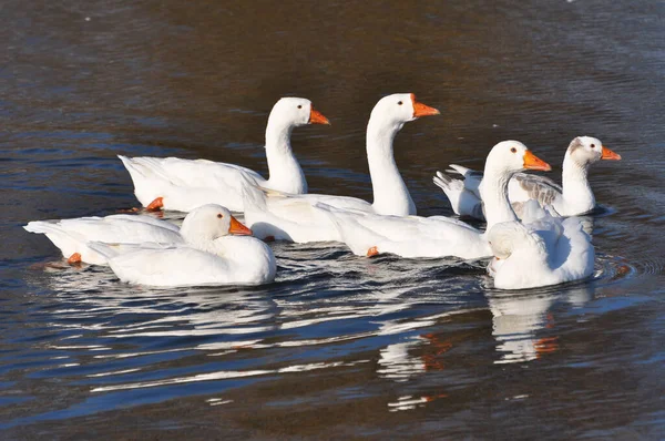 Herd Domestic Geese Bathe River — Stock Photo, Image