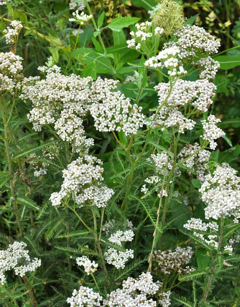 Yarrow Achillea Fiorisce Natura Tra Erbe — Foto Stock