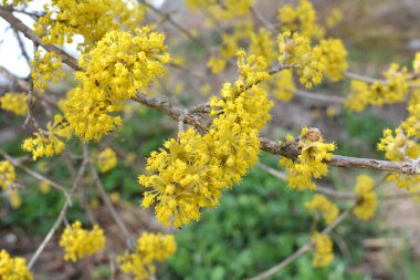 Bahar korneli gerçektir (Cornus mas) vahşi doğada çiçek açar