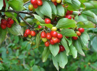 Bahçede bir ağaç dalında olgunlaşmış köpek ağacı meyveleri.