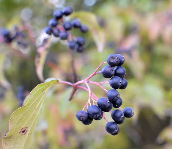 Mısır gevreğinin kara meyveleri bir çalılığın dalında olgunlaşır..