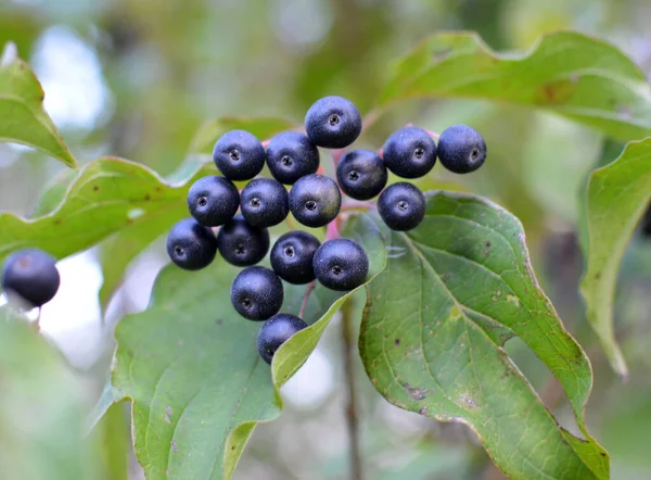 Las Bayas Negras Del Cornus Sanguinea Maduran Rama Del Arbusto —  Fotos de Stock