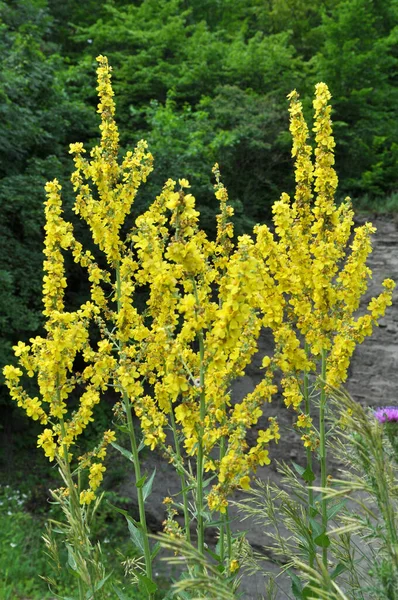 One Species Mullein Verbascum Lychnitis Blooms Wild — Stock Photo, Image