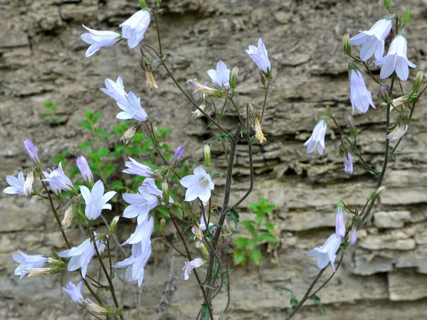 Çanlar Campanula Yazın Vahşi Doğada Açar — Stok fotoğraf