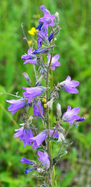 Çanlar (Campanula) yazın vahşi doğada açar