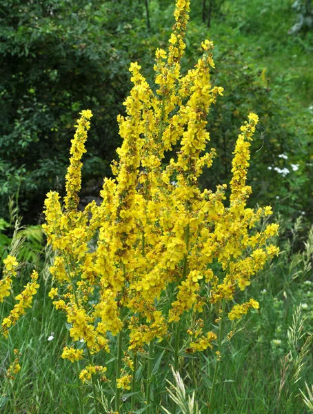 Una Las Especies Salmuera Verbascum Lychnitis Florece Naturaleza —  Fotos de Stock