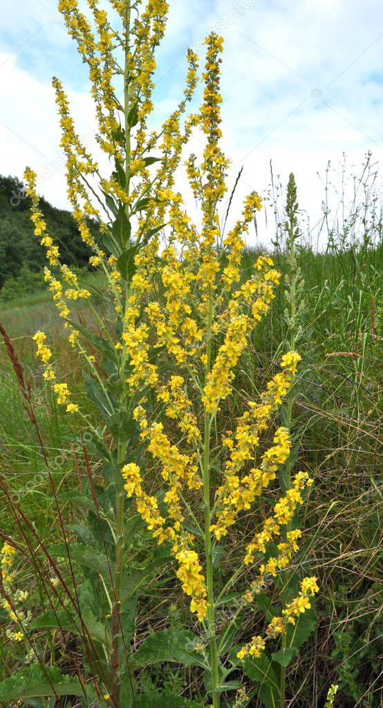 One of the species of mullein, Verbascum lychnitis, blooms in the wild