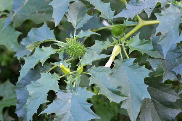 В дикой природе растет ядовитое и лекарственное растение - Datura stramonium