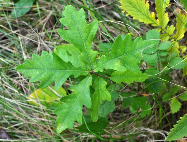 Nature Young Oak Seedling Grows Leaves — Foto Stock