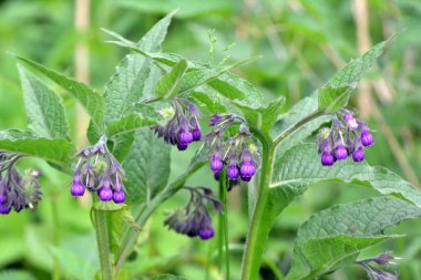 Çayırda, yabani otların arasında kuş (Symphytum officinale) çiçek açıyor.