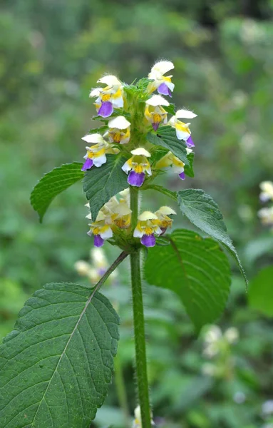 Lato Wśród Dzikich Ziół Kwitną Pokrzywy Galeopsis Speciosa — Zdjęcie stockowe