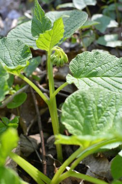 İlkbaharda ormanda vahşi doğada simphtum cordatum yetişir.