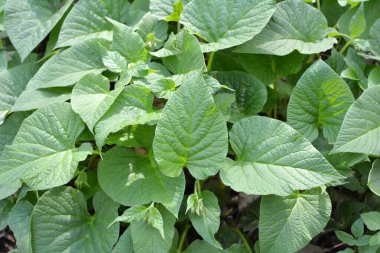 İlkbaharda ormanda vahşi doğada simphtum cordatum yetişir. 