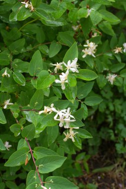 Hanımeli (Lonicera) ilkbaharda doğada çiçek açar