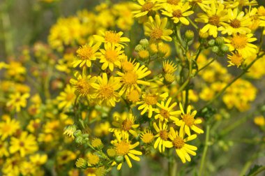 Vahşi doğada, Jacobaea vulgaris bitkisi otların arasında yetişir.
